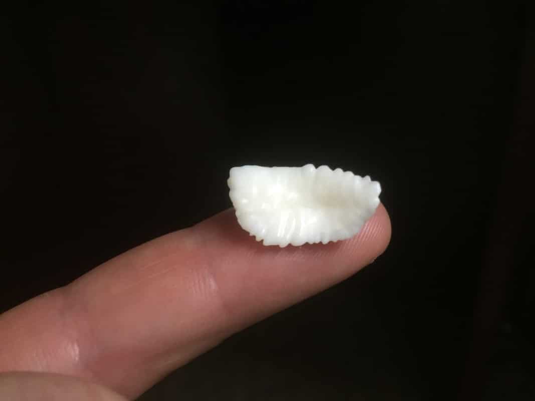 Toute l’histoire des poissons dans un seul os