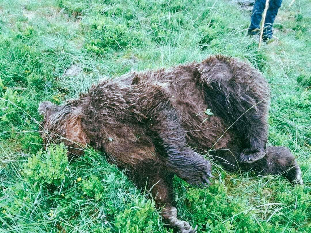 Un chasseur blessé par une ourse, le débat sur la « cohabitation » relancé