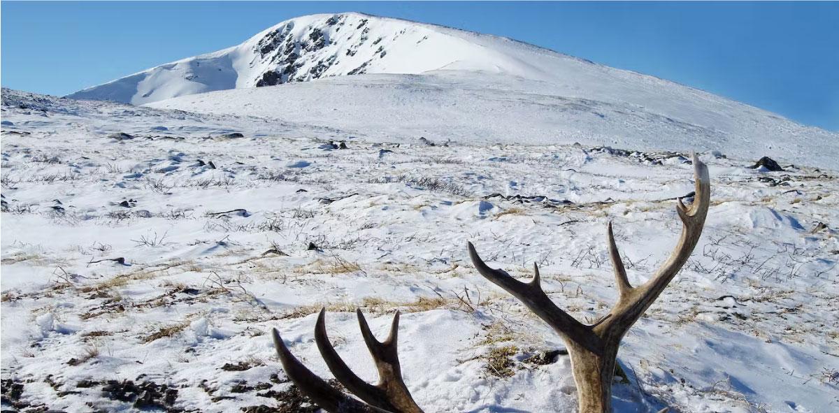 La fonte du permafrost de&nbsp;l’Arctique libère d’anciens virus&nbsp;: faut-il s’inquiéter&nbsp;?