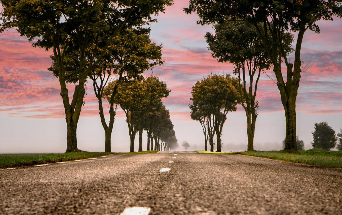 «Arbres tueurs» en Haute-Marne : malgré la contestation, 735 arbres restent dans le viseur du département