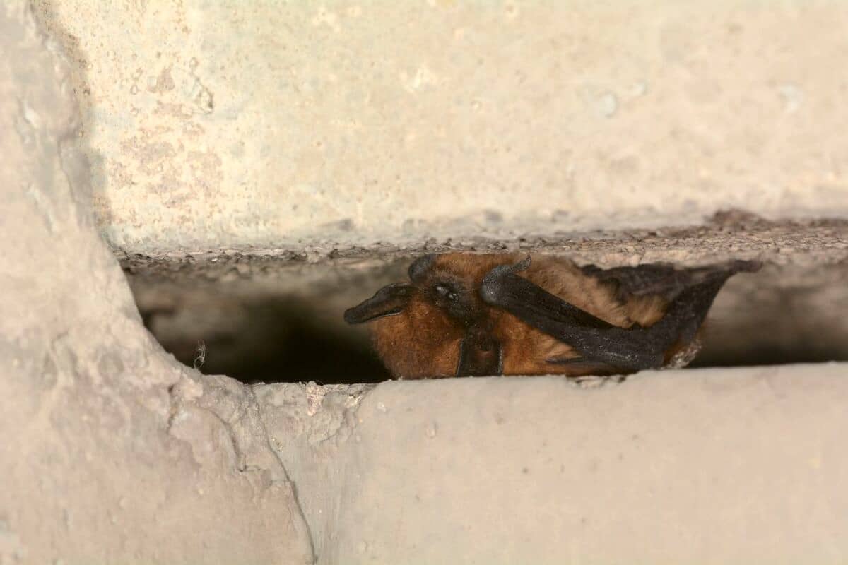 Hirondelles, chauves-souris : comment préserver la biodiversité lors de la rénovation thermique de votre logement ?