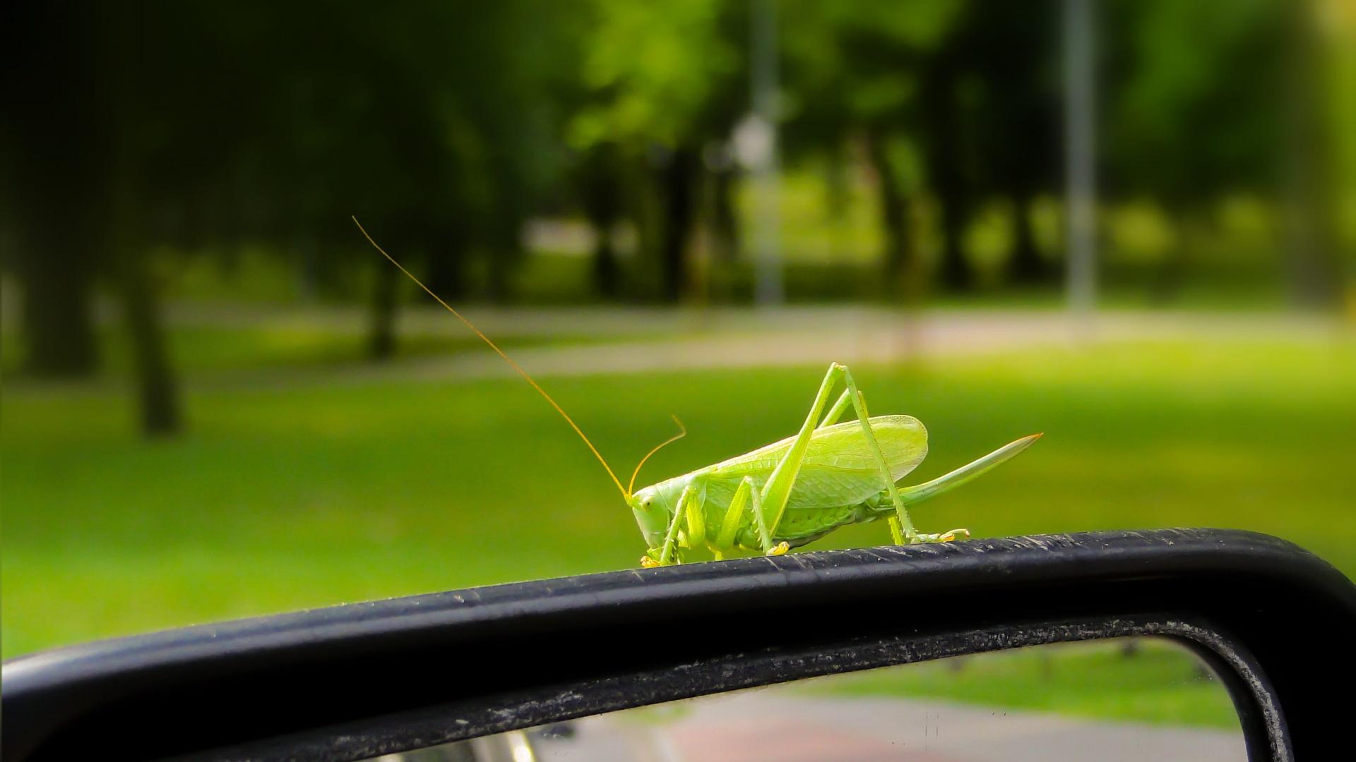 L&rsquo;effondrement des insectes volants outre-Manche