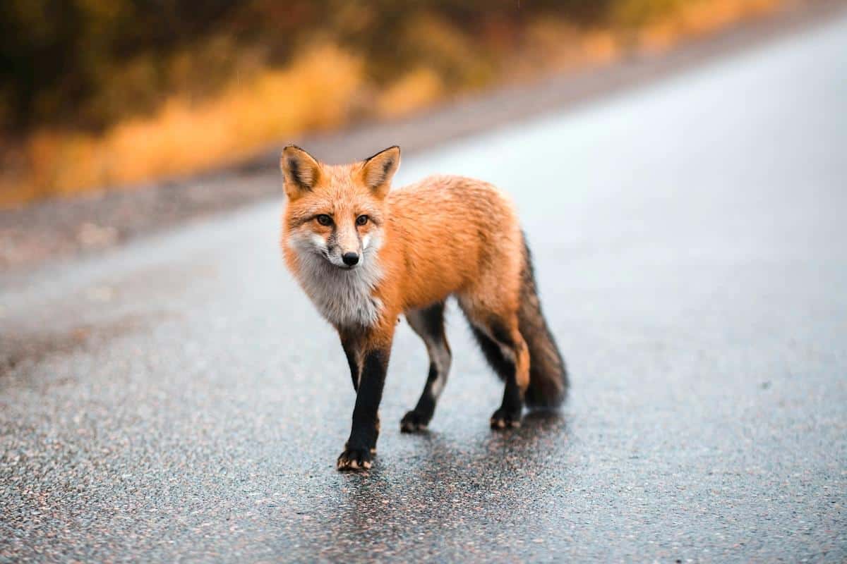 Non, les renards ne sont pas des «nuisibles»