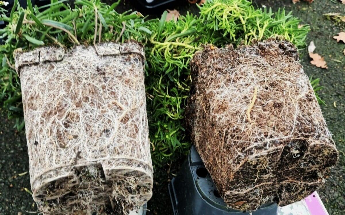 Comment bien choisir son terreau pour éviter de détruire les zones humides ?