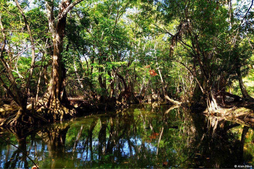 ROM, une application pour protéger les mangroves