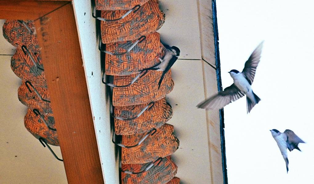 Des hôtels à hirondelles contre les moustiques-tigres