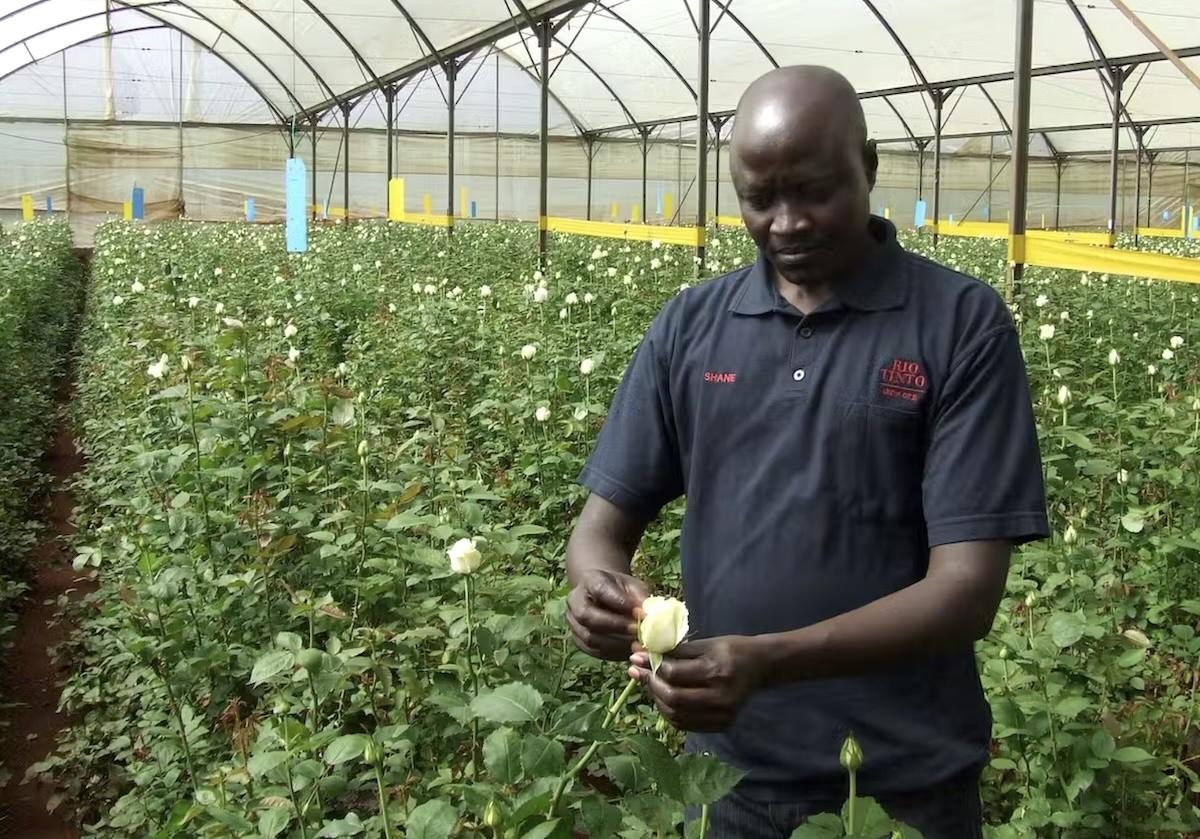 Des serres kenyanes aux plateformes de Hollande : la rose rouge, objet de la mondialisation