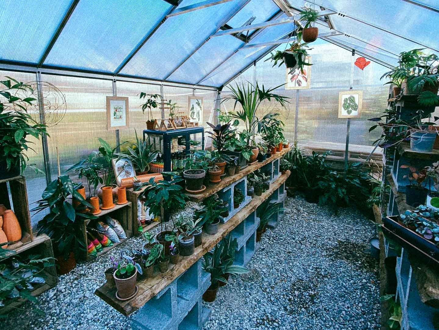 Une Société protectrice des végétaux pour redonner vie aux plantes abandonnées