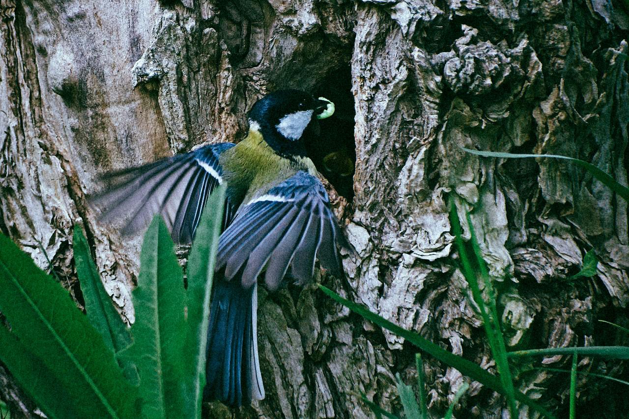 Comment les oiseaux européens s’adaptent au réchauffement