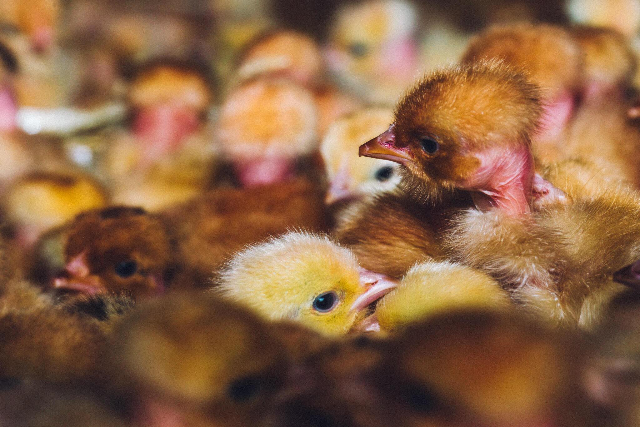 La France met fin au broyage des poussins mâles    