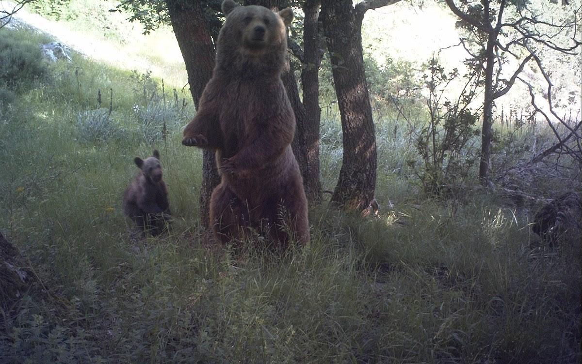 «La justice a reconnu la responsabilité des chasseurs» : prison avec sursis contre le tireur qui avait abattu l’ourse Caramelles dans les Pyrénées