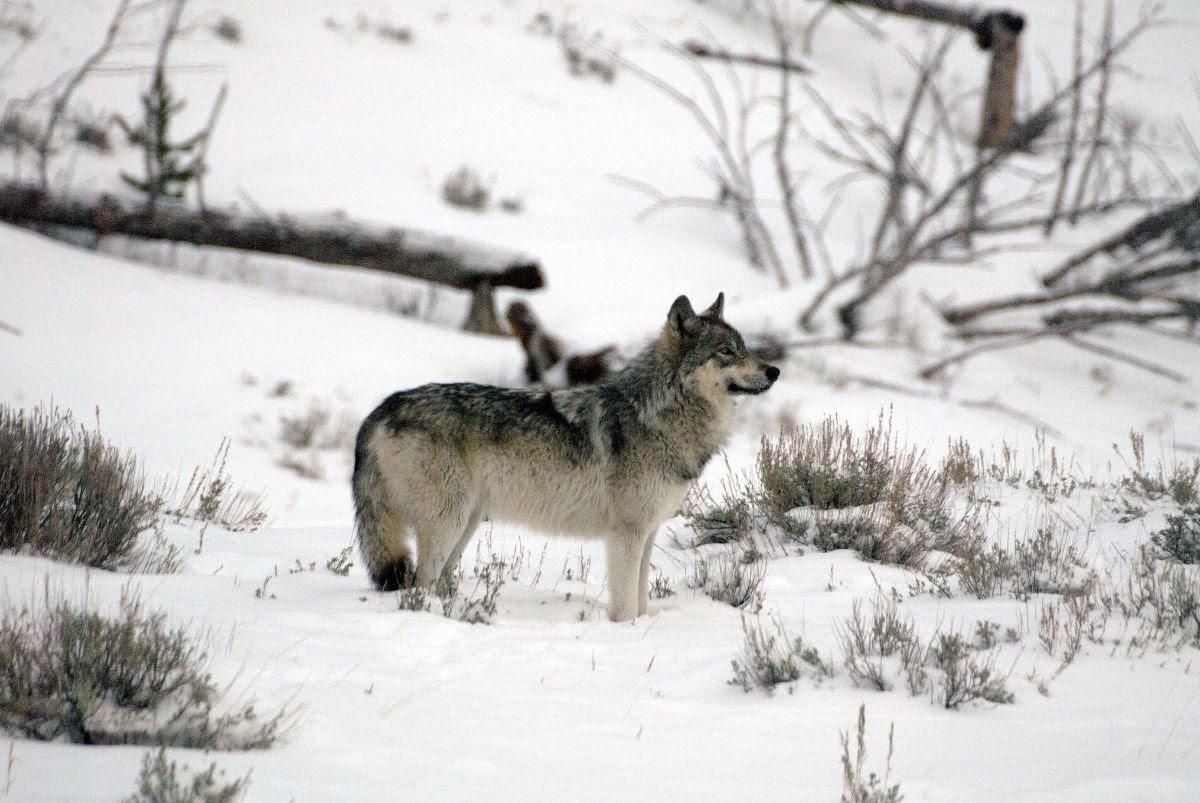 Le loup gris est à nouveau protégé aux États-Unis