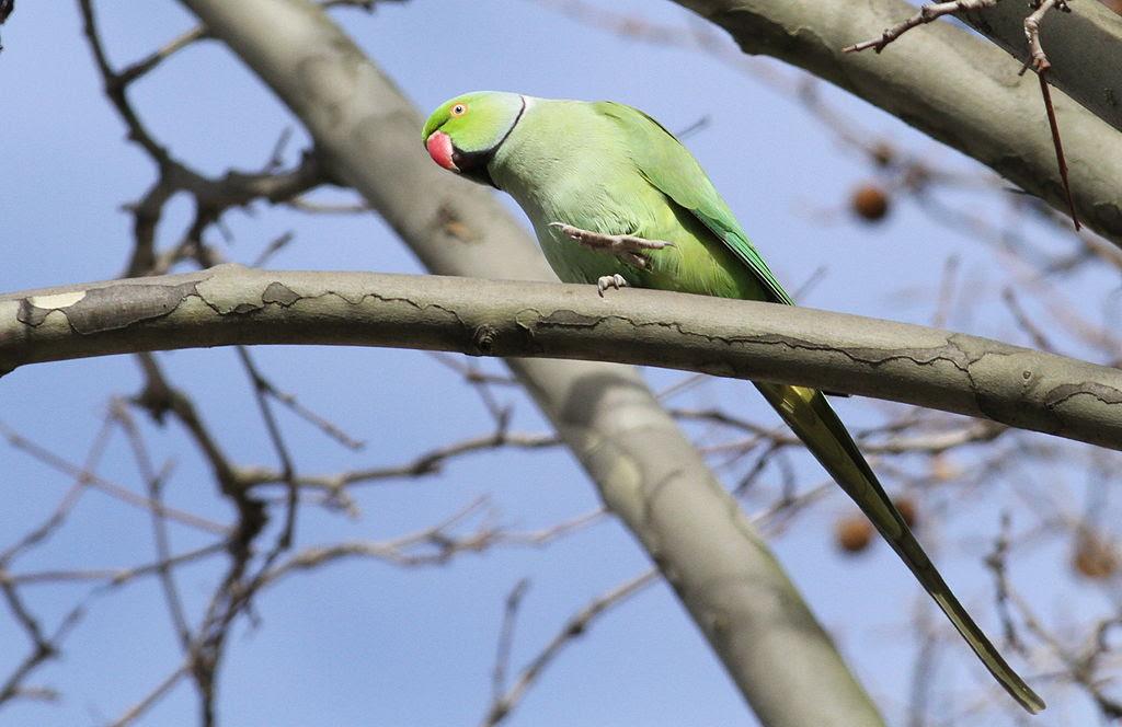 Pourvu qu&rsquo;elles soient mignonnes, les espèces invasives sont les bienvenues