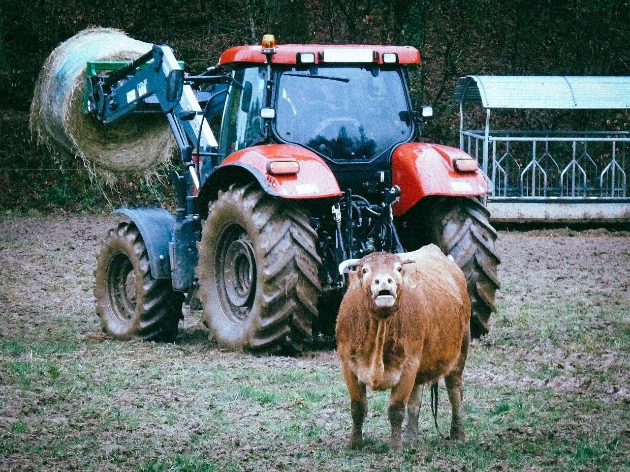L&rsquo;effet (du) bœuf sur le climat