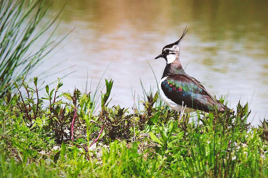 Le Conseil d&rsquo;Etat suspend (à nouveau) certaines chasses traditionnelles d&rsquo;oiseaux