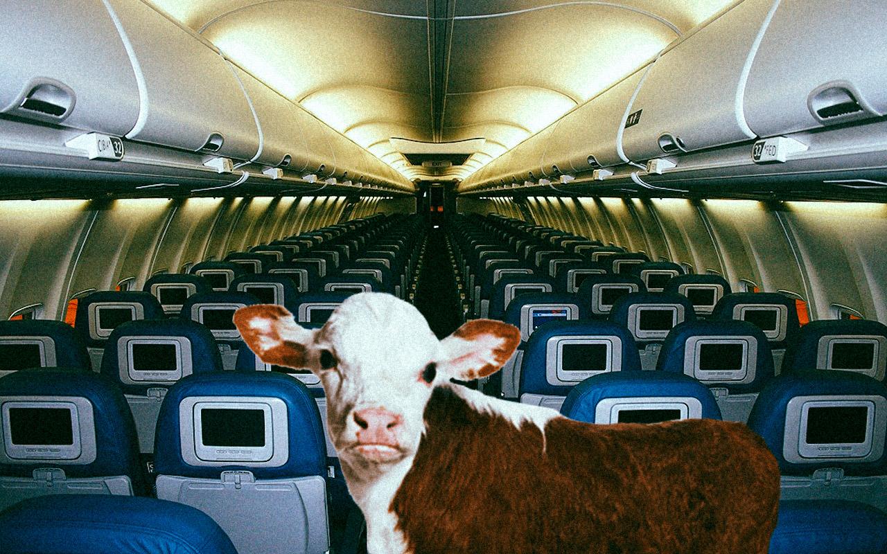 L’Irlande veut faire voler ses veaux laitiers