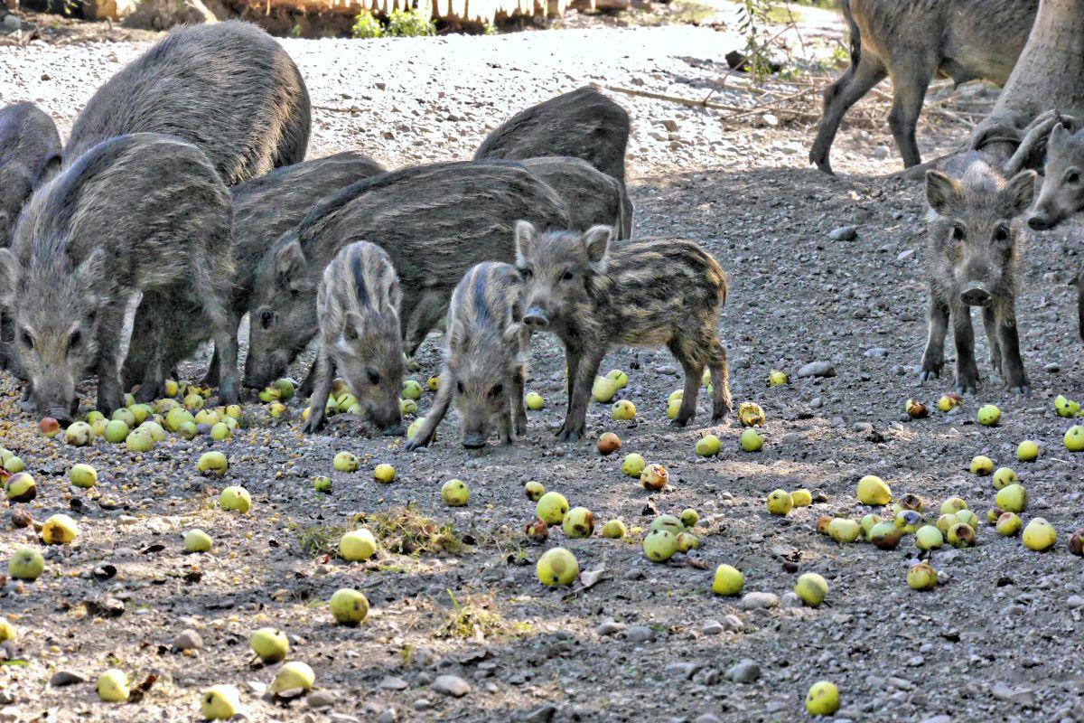 La chasse est-elle nécessaire pour réguler la faune sauvage ?