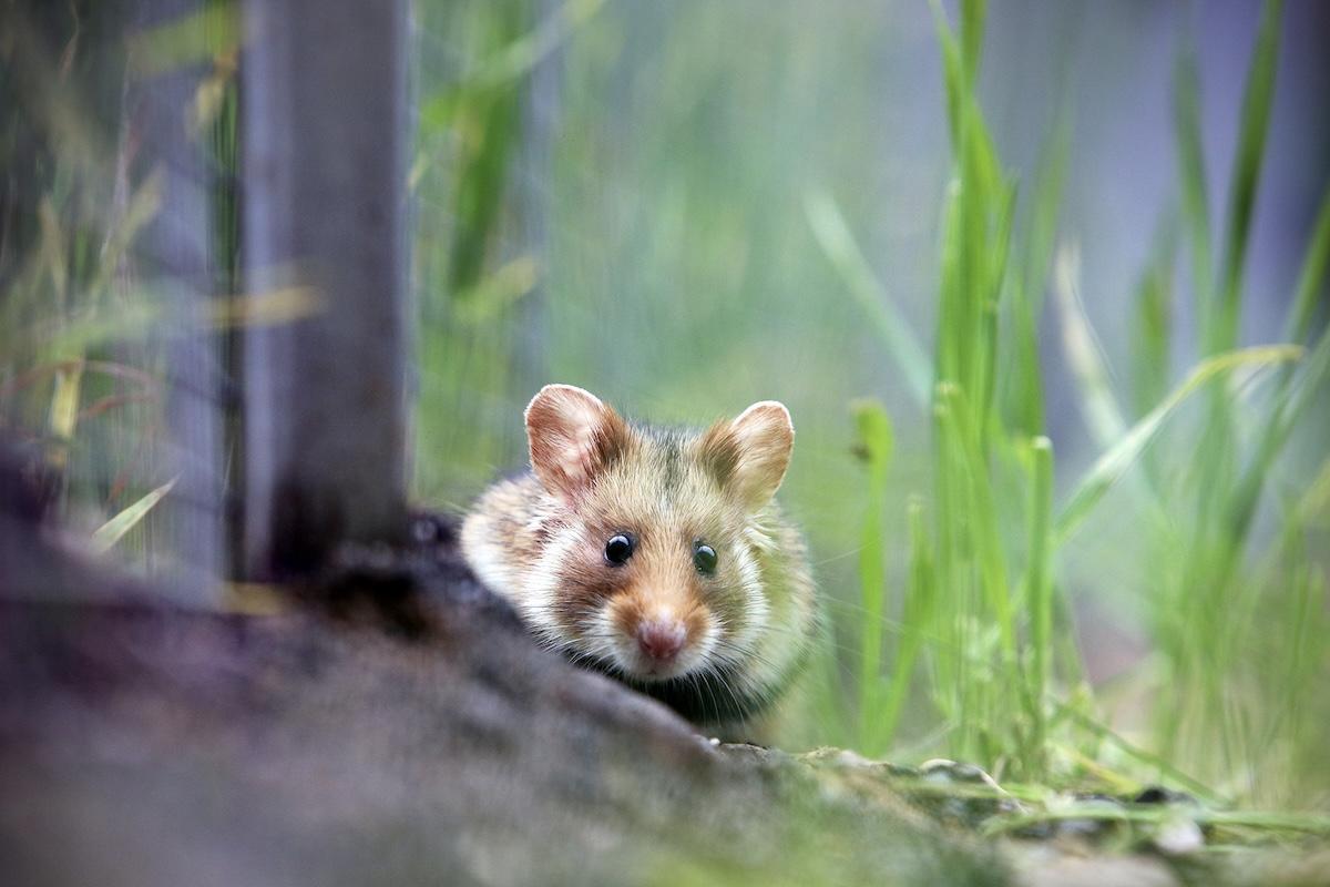 Cinq espèces symboles de l&rsquo;effondrement de la biodiversité en France